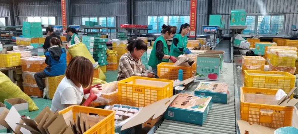 洛川苹果迎来销售黄金档，水果礼盒受热捧成新宠